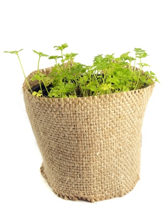 parsley in pot on a white backgroundの写真素材