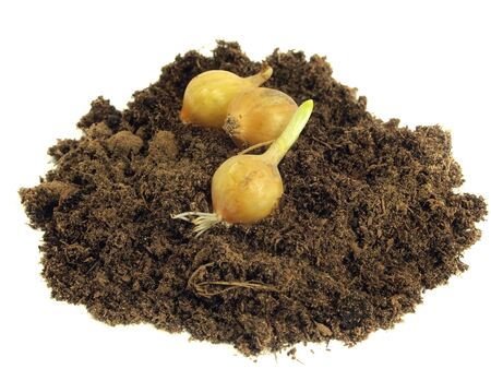 onion and soil on a white background の写真素材