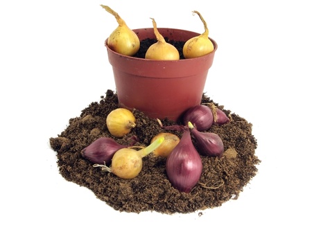 onion, pot and soil on a white background の写真素材