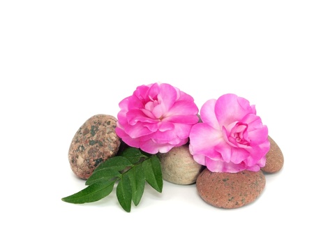impatiens flowers and stones on a white background 
 の写真素材
