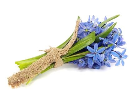 Siberian squill or Scilla siberica on a white background  の写真素材