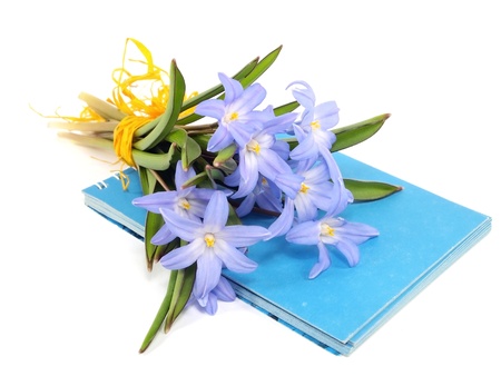 Chionodoxa Luciliae on a white backgroundの写真素材