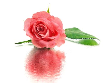 pink rose on a white background with water drops 
の写真素材