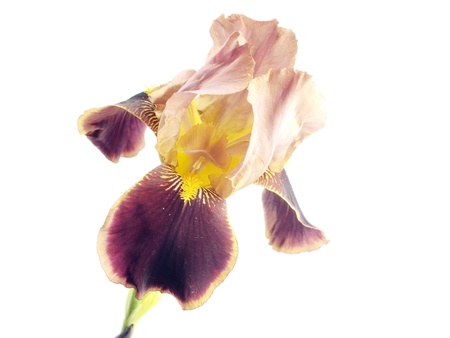 iris flower on a white background 
 の写真素材
