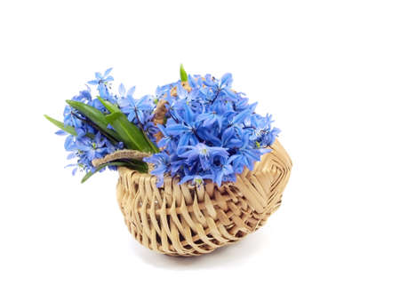 Siberian squill or Scilla siberica in basket on a white background 
   の写真素材