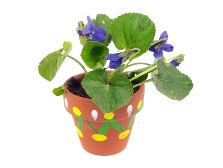 violets flowers in flowerpot on a white background    の写真素材