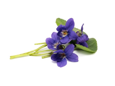 violets flowers on a white background    の写真素材