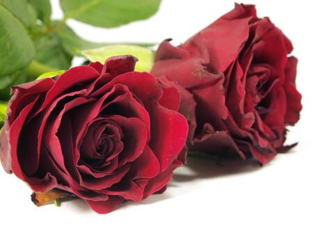 red rose on the white background 
      の写真素材