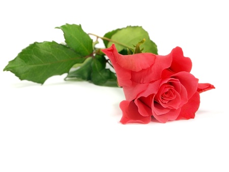 pink rose on a white background 
     の写真素材