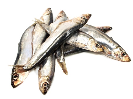 Salted herrings on a white background 
   の写真素材