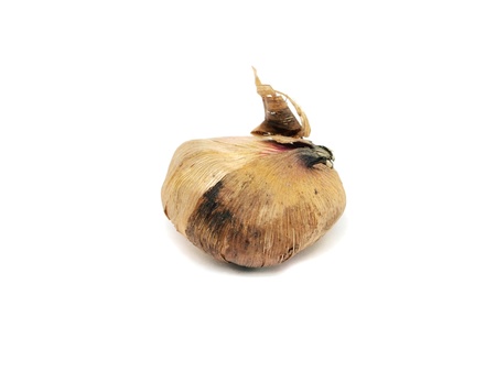 Gladiolus flowers bulbs on a white background 
      の写真素材