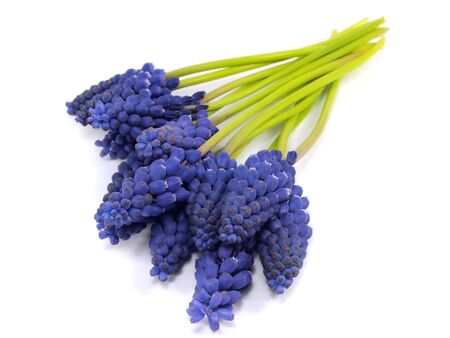 Grape muscari hyacinth flower on a white background 
  の写真素材