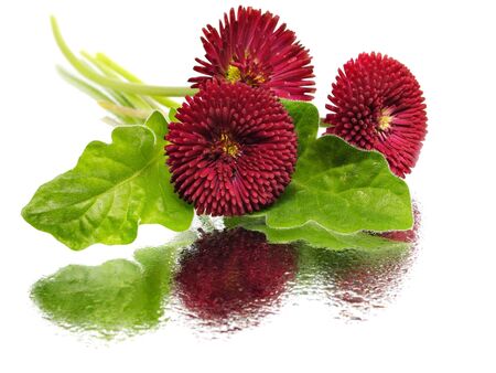 Bellis perennis - daisy flowers on a white background with water drops 
  の写真素材