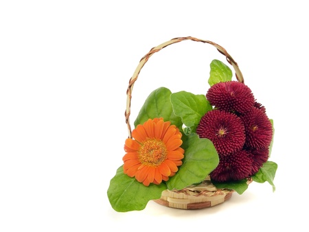 gerbera and daisy flowers on a white background 
         の写真素材