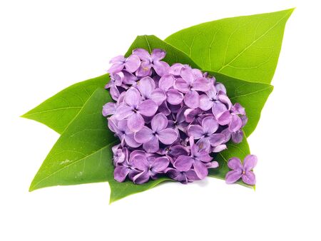 purple lilac flowers (Syringa vulgaris) on white background 
の写真素材