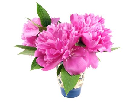 peony flower in vase on a white background  の写真素材