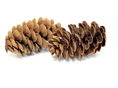 fir tree cones on a white background  