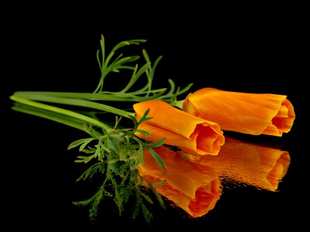 Eschscholzia californica flower on a black background with water drops    の写真素材