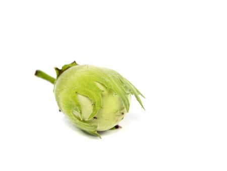 unripe green hazelnuts on white background 
 の写真素材