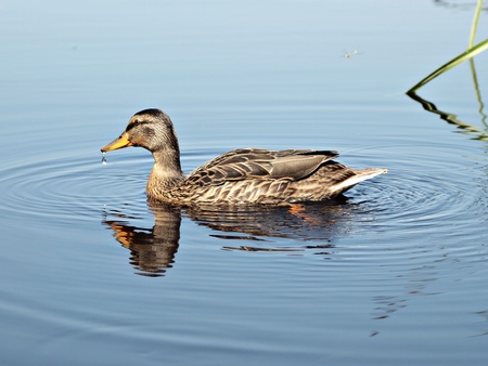 duck in water of river  の写真素材