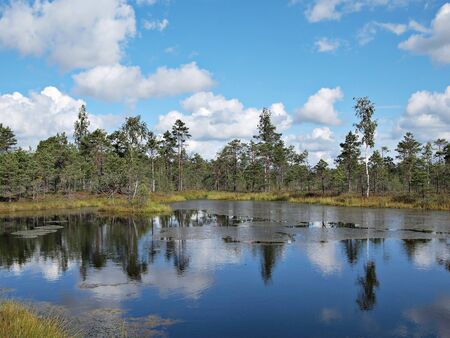Beautiful swamp landscape of Teici Nature Reserve, Latvia
の写真素材