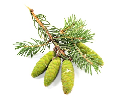 fir tree branch with green cones on a white background 
の写真素材
