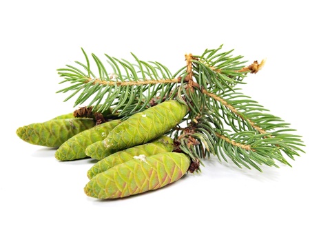 fir tree branch with green cones on a white background 
の写真素材
