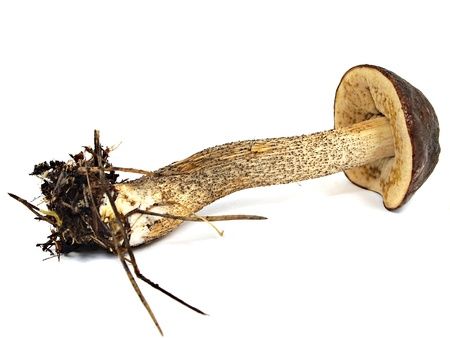 brown cap boletus mushroom on a white background 
の写真素材
