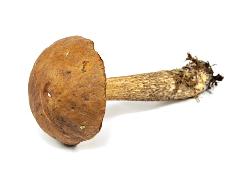 brown cap boletus mushroom on a white background 
の写真素材