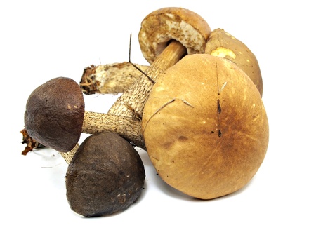 brown cap boletus mushroom on a white background 
の写真素材
