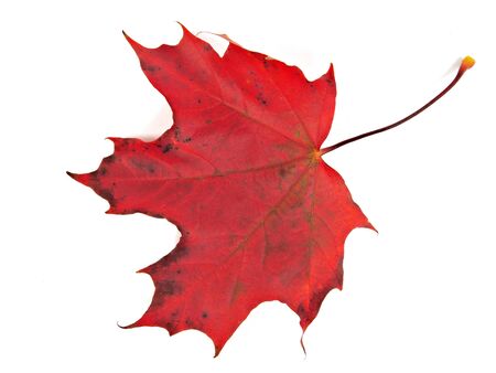 Red maple leaf on a white background. 
 の写真素材