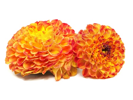 dahlia flower on a white background 
     の写真素材