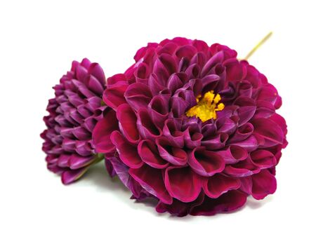 dahlia flower on a white background 
     の写真素材