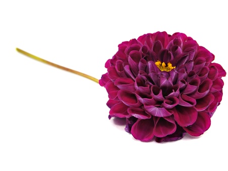 dahlia flower on a white background 
     の写真素材