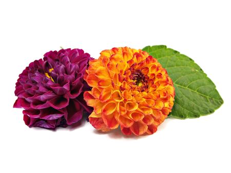 dahlia flower on a white background 
     の写真素材