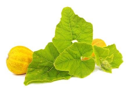 pumpkin vegetable with green leaves on a white background 
   の写真素材