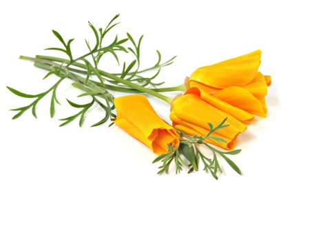 Eschscholzia californica flower on a white background 
   の写真素材