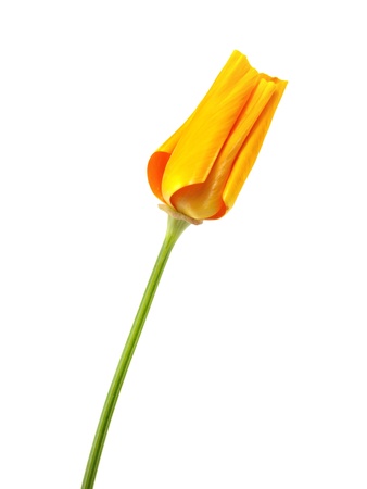 Eschscholzia californica flower on a white background 
   の写真素材