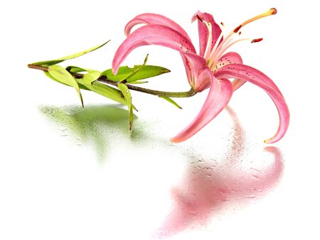 pink lilly flower on a white background with water drops 
      の写真素材