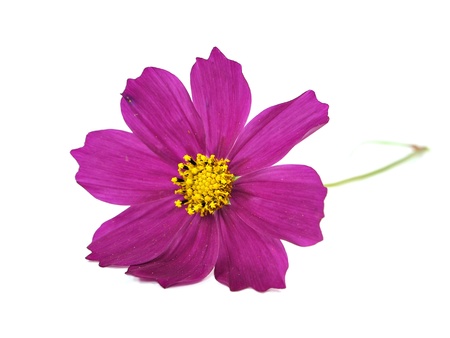 cosmos flower on a white background 
   の写真素材