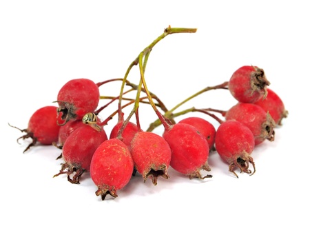 Hawthorn on a white background 
   の写真素材
