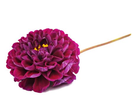 dahlia flower on a white background 
     の写真素材