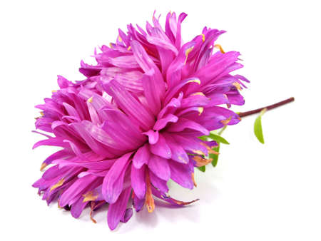 aster flower on a white background    の写真素材