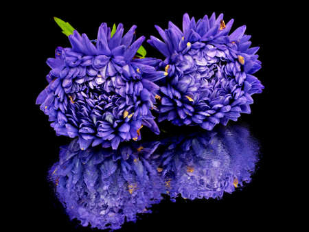 aster flower on a black background with water drops
     の写真素材