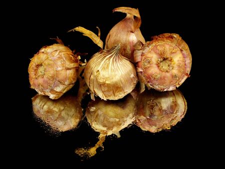 Gladiolus flowers bulbs on a black background with water drops 
  の写真素材