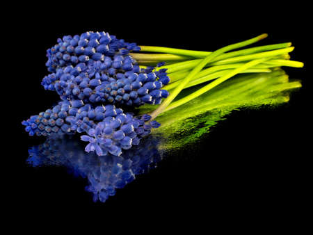 Grape muscari hyacinth flower on a black background with water drops 

    の写真素材