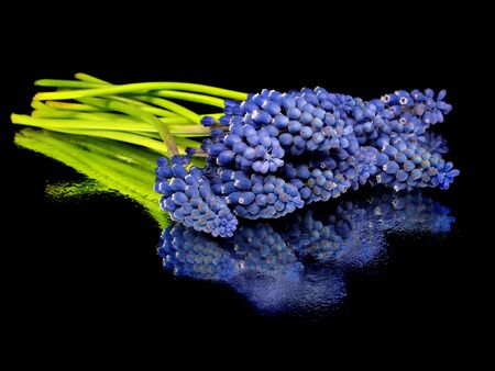 Grape muscari hyacinth flower on a black background with water drops 

    の写真素材