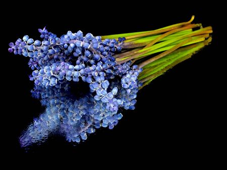 Grape muscari hyacinth flower on a black background with water drops 

    の写真素材