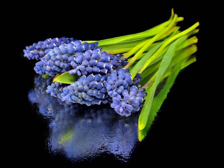 Grape muscari hyacinth flower on a black background with water drops 

    の写真素材