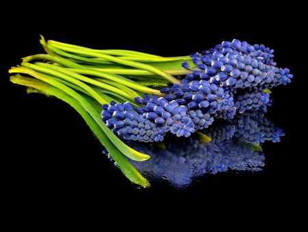 Grape muscari hyacinth flower on a black background with water drops 

    の写真素材